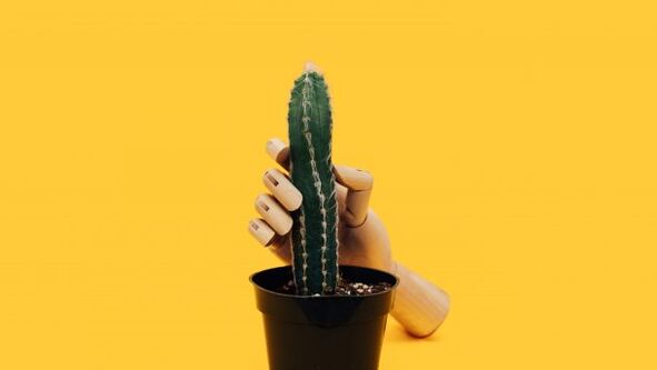 Spessore del pene usando l'esempio di un cactus